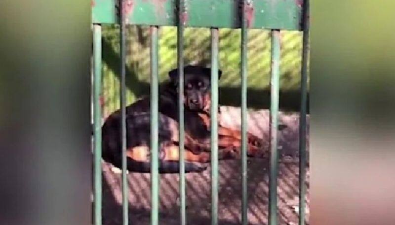 zoo tries to pass off dog in cage as wolf