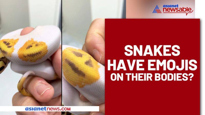 Emoji printed snakes? Snake breeder asks, 'which one would you choose?' Watch video - ank