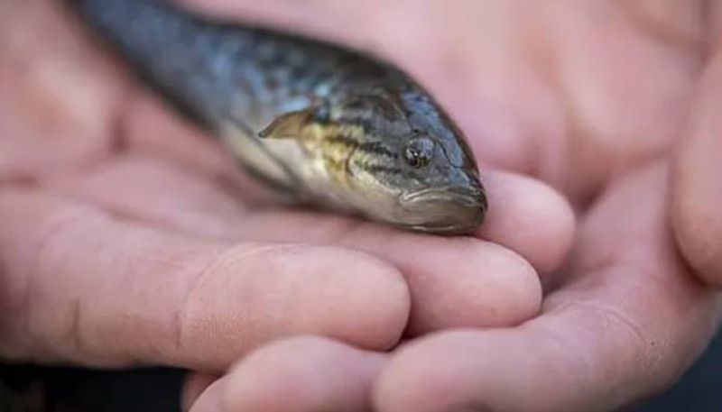 Zombie fish found in victoria