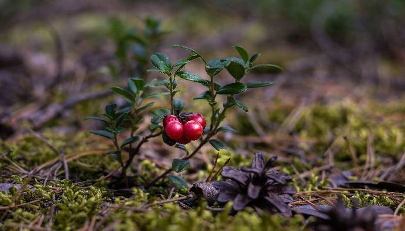 cranberry how to grow