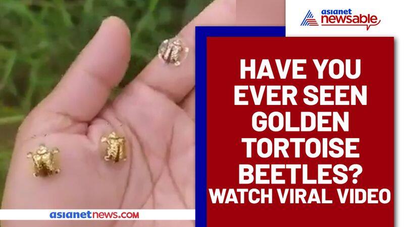 Watch Golden tortoise beetles go viral, left netizens amazed - gps