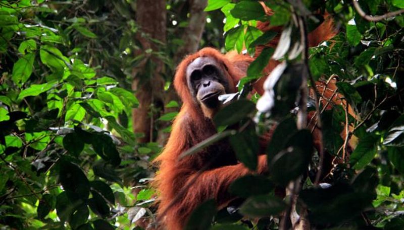 orangutan self medicated using a paste made from plants to heal a large wound on his cheek