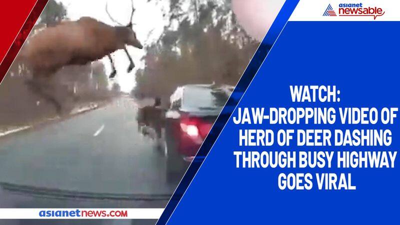 Watch Jaw-dropping video of herd of deer dashing through busy highway goes viral-tgy