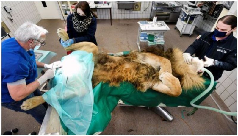 lion has vasectomy after siring five cubs in a year