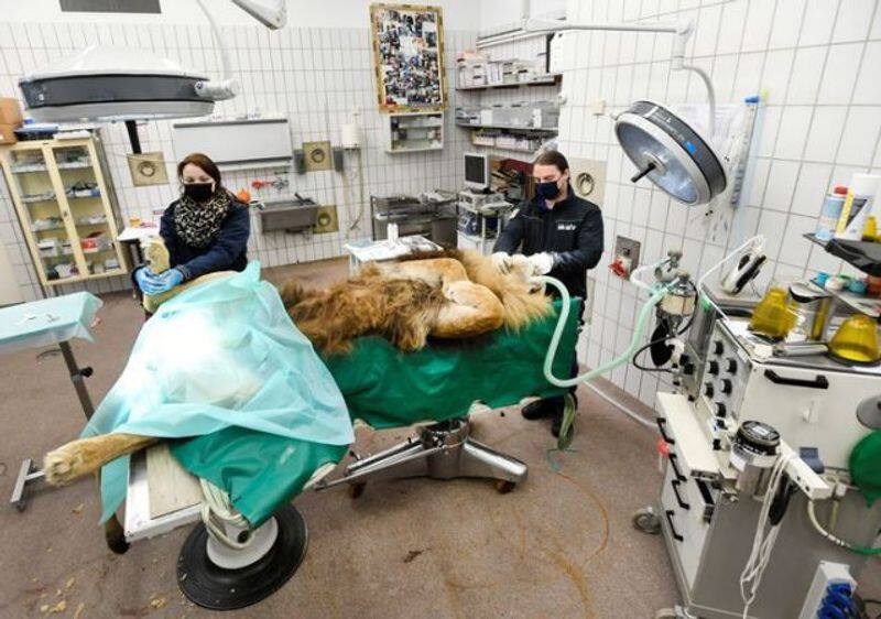 lion has vasectomy after siring five cubs in a year