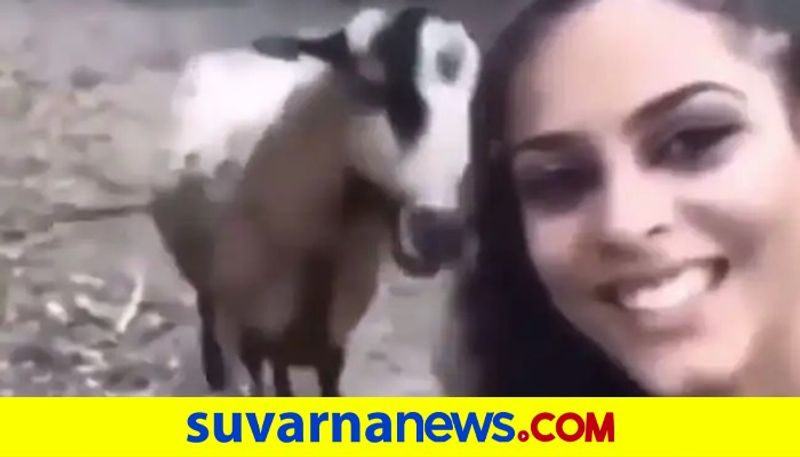 Angry Goat attacks the lady taking sselfie video goes viral pod