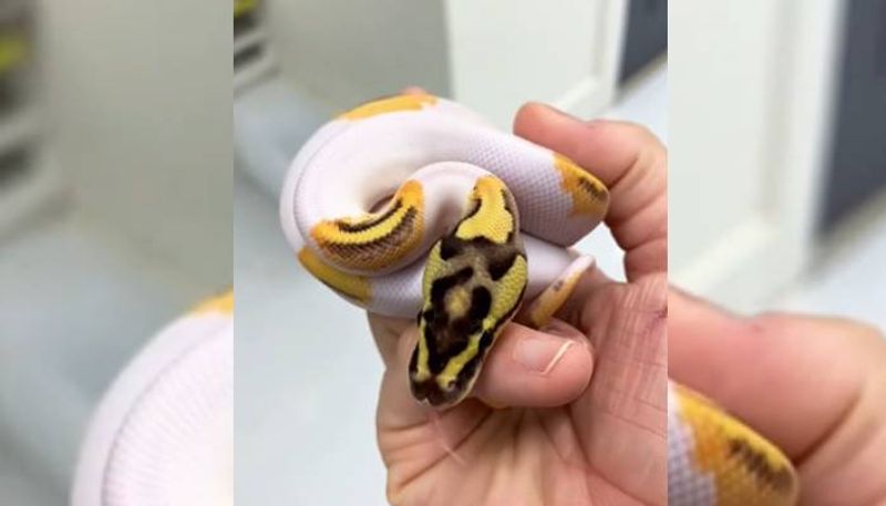 Snake With Smiley Face Emojis On Its Back