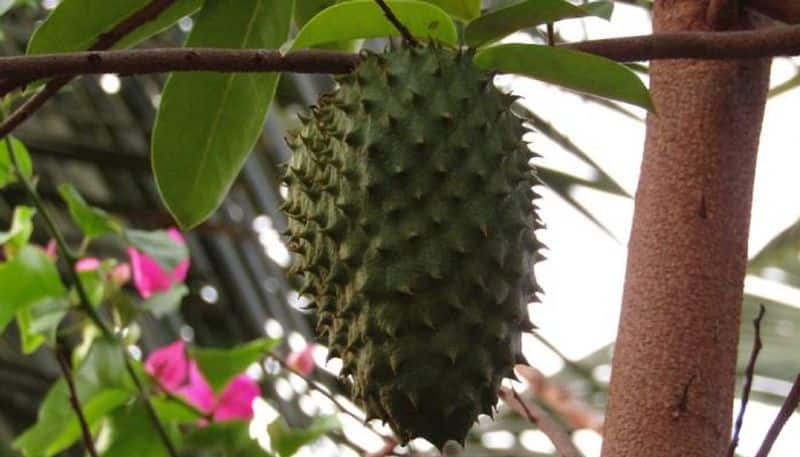 how to grow Soursop in our yard