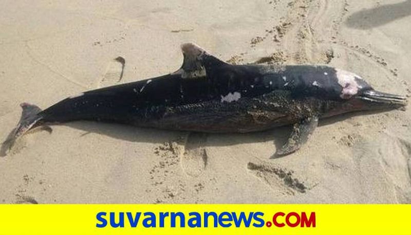 Dolphin Found Dead in Sea shore at Kumta grg