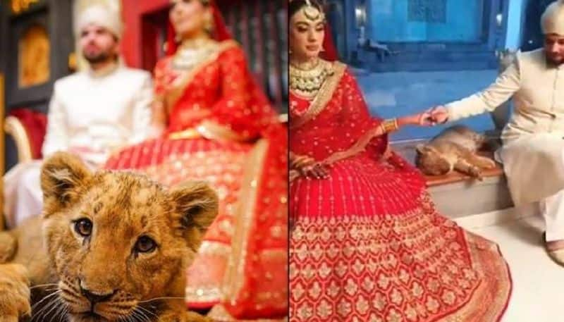 Couple poses with a sedated lion cub in wedding photoshoot goes viral