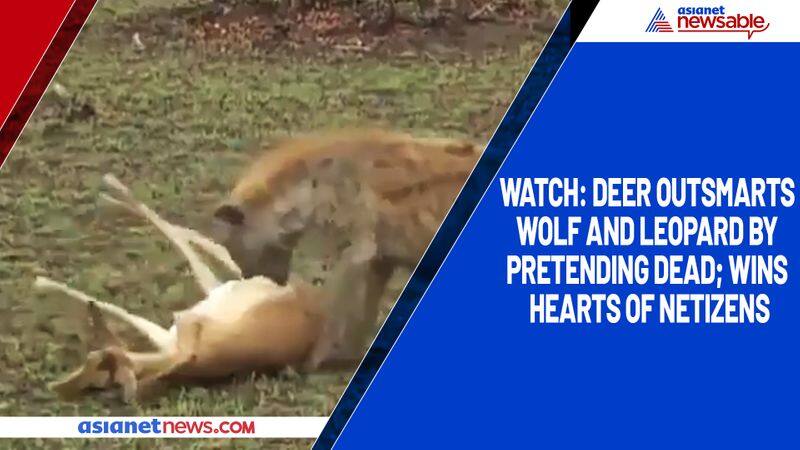 Watch Deer outsmarts wolf and leopard by pretending dead; wins hearts of netizens-TGY