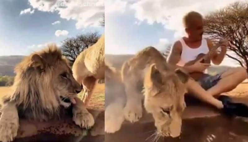 man plays guitar sitting next to lions