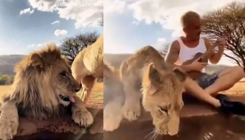 man plays guitar sitting next to lions