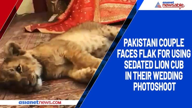 Pakistani couple faces flak for using sedated lion cub in their wedding photoshoot-TGY