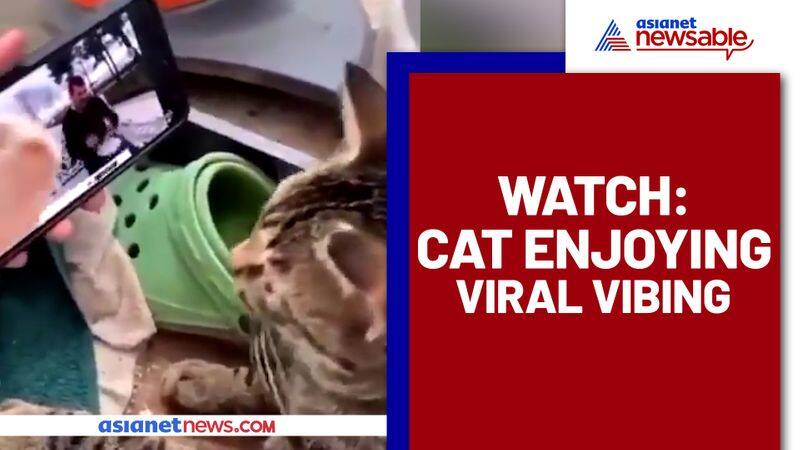 Cat enjoys viral vibing; Hilarious video goes viral - gps