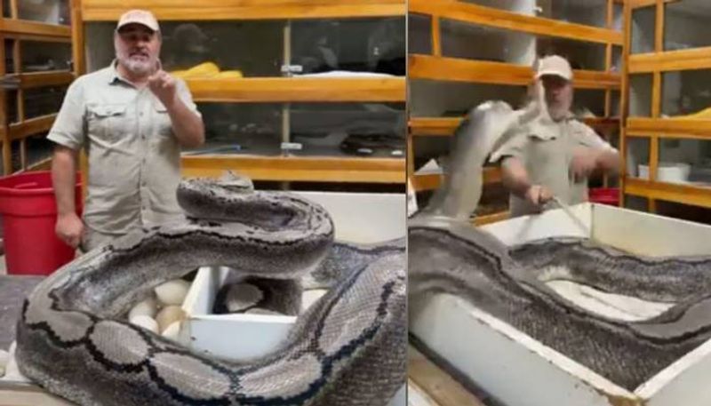 Huge Snake Attacks Zookeeper In Shocking Video