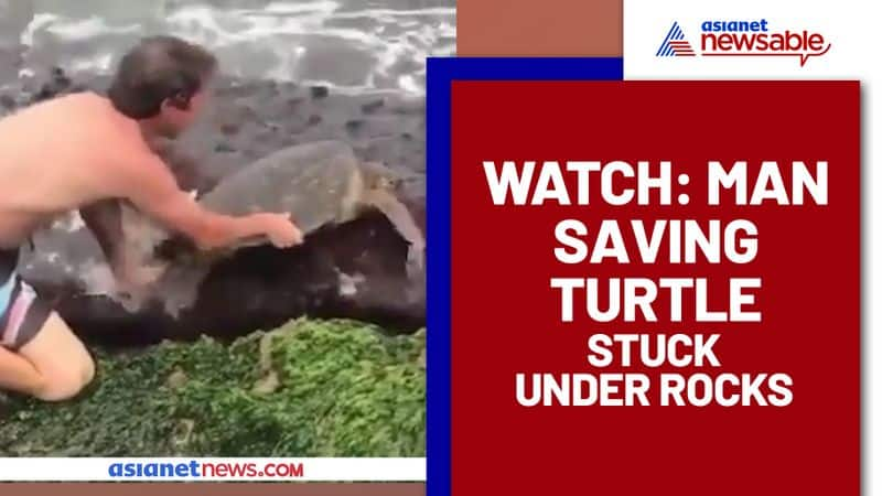 Man rescued a giant turtle stuck under rocks; Video goes viral - gps