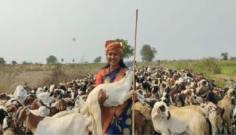 Tadikonda MLA undavalli Sridevi has become a shepherd - bsb