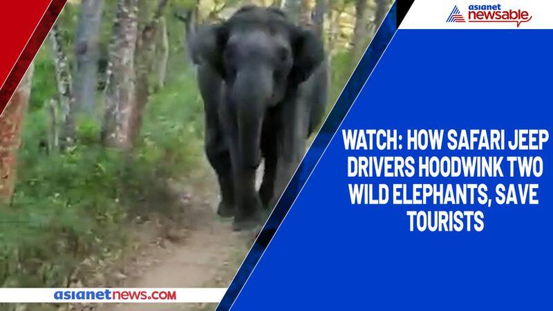 Watch How safari jeep drivers hoodwink two wild elephants, save tourists-YCB