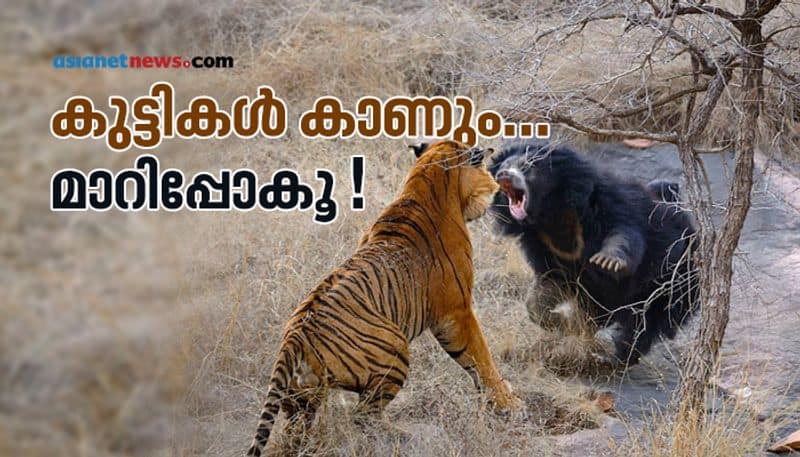 Mother bear chasing mating tigers viral images