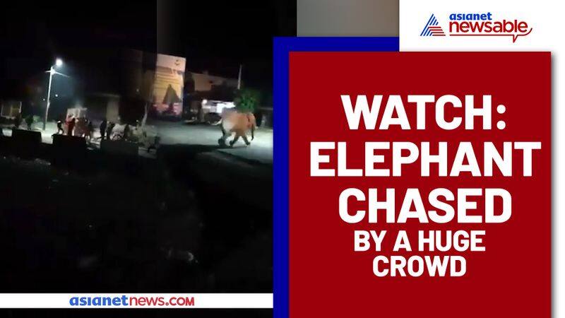 Huge crowd chased an Elephant; Video goes viral - gps