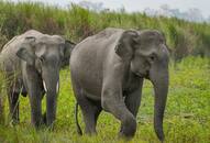 Heres how project RE HAB has helped drive away elephants, without causing harm preventing crop losses