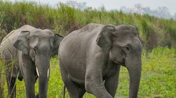Heres how project RE HAB has helped drive away elephants, without causing harm preventing crop losses