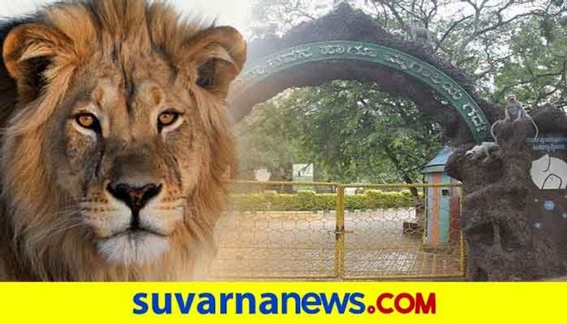 Two Lions Came to Binkadakatti Zoo at Gadag grg