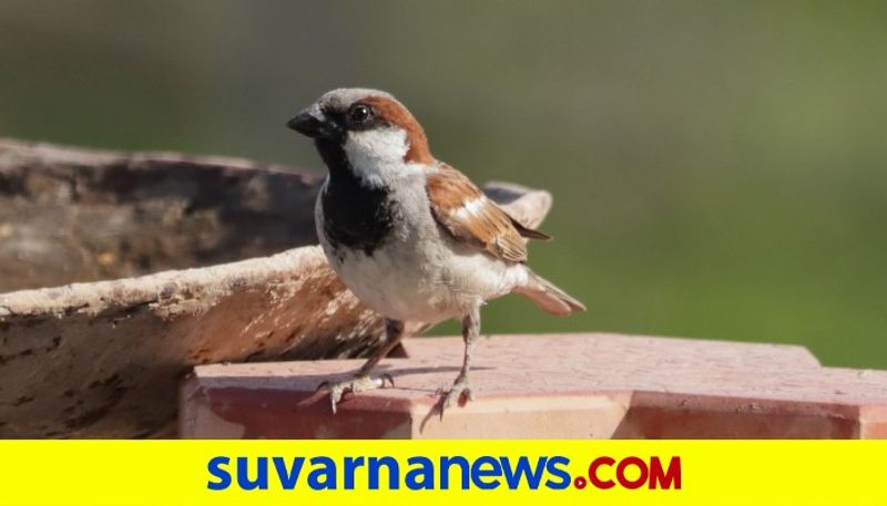 World Sparrow Day: Where Have The Birds Gone These Facts Are Responsible For Their Disappearance dpl