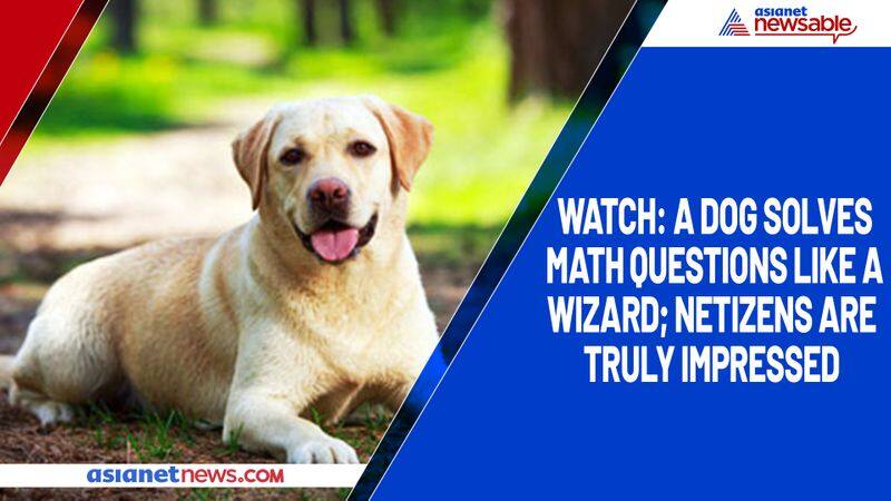 Watch A dog solves math questions like a wizard; netizens are truly impressed-tgy