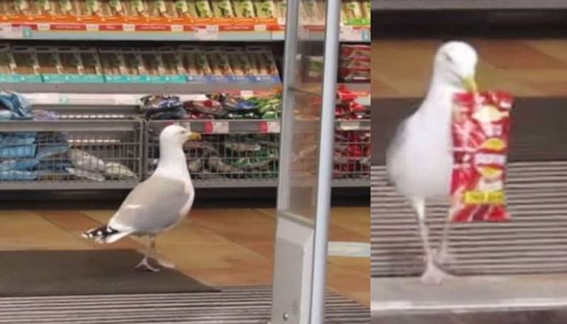 Shoplifting seagull caught on camera