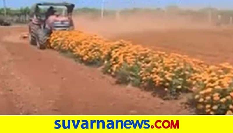 Chikkaballapur  Farmer Destroys Flower Crop With No Rate hls