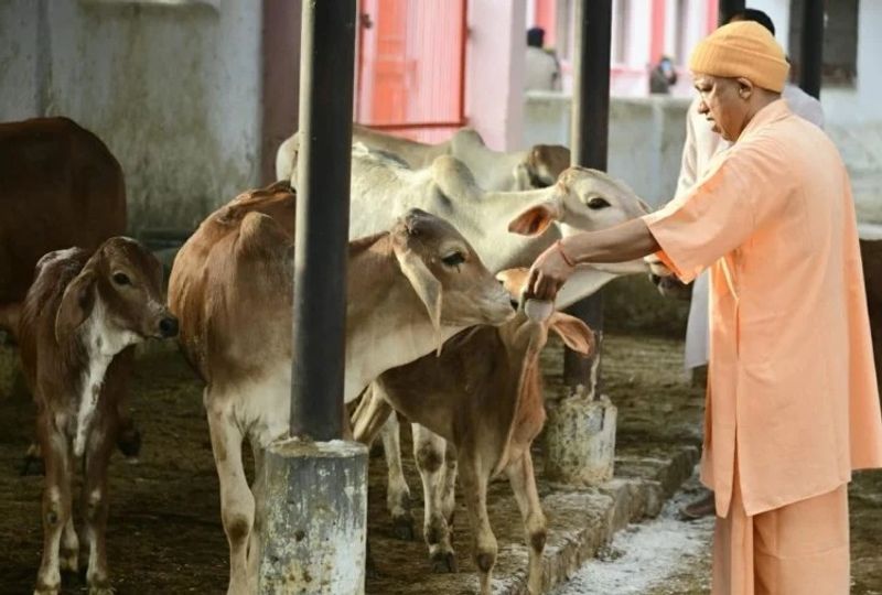 Yogi government did not order oximeters for cows-VPN