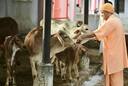 Fact Check: No, Yogi government did not order oximeters for cows