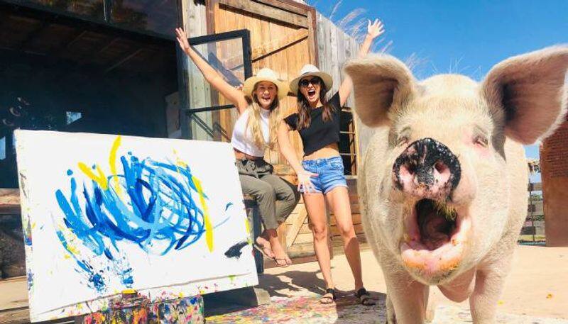 Meet Pigcasso, the painter pig who just sold its latest artwork for 20,000 pounds-dnm