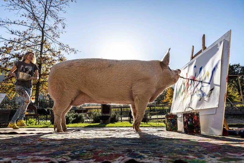 Pigcasso artist pig