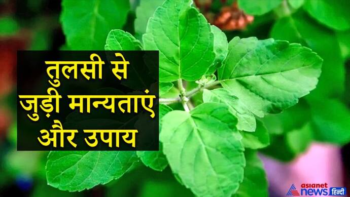 अपशकुन होता है तुलसी के पौधे का सूखना, पैसों की तंगी दूर करने के लिए हर शुक्रवार को करें ये उपाय