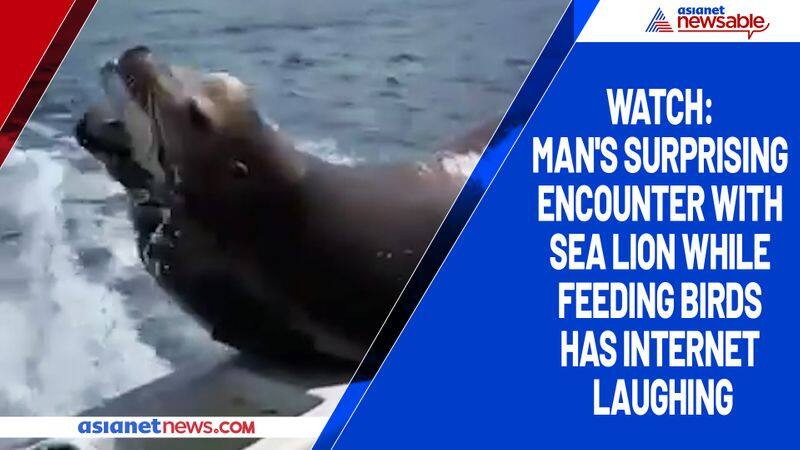 Watch Man's surprising encounter with sea lion while feeding birds has internet laughing-tgy