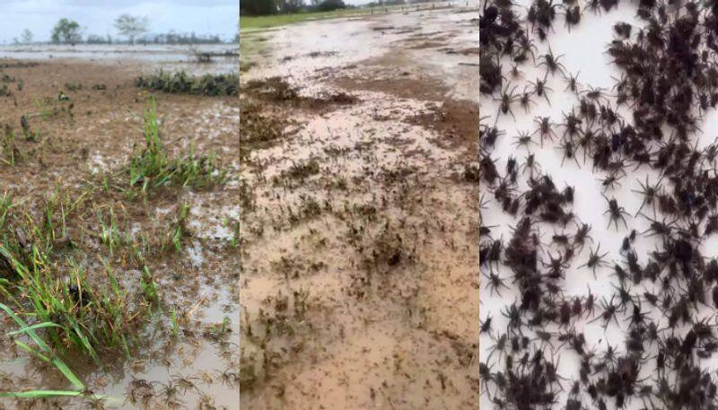 spiders and snakes search for safe places to escape from flood in australia