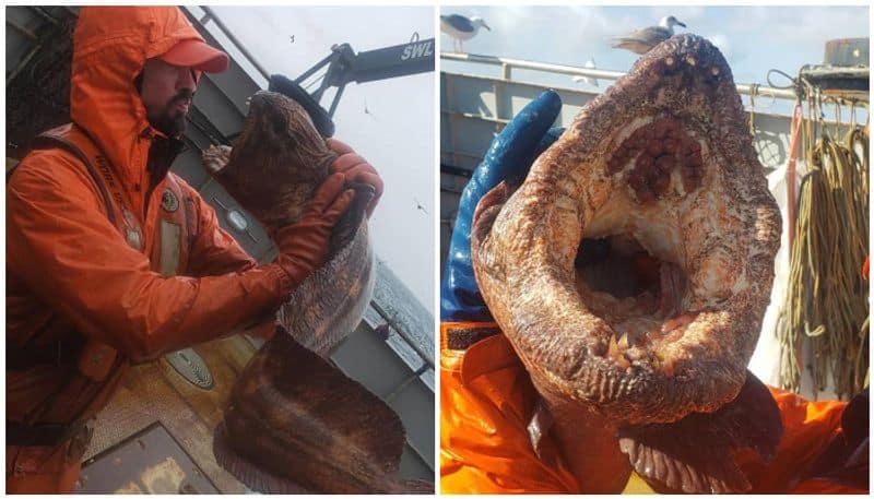 Fisherman catches snake-like creature with gigantic jaw and razor-sharp teeth