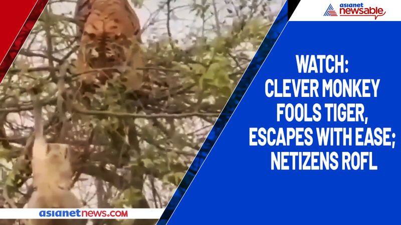 Watch Clever monkey fools tiger, escapes with ease; netizens ROFL-tgy