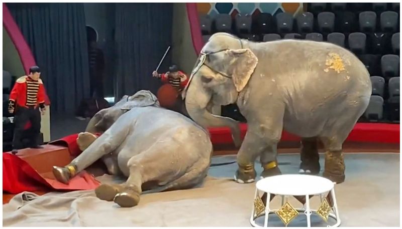 Elephant duel sparks chaos at Russian circus