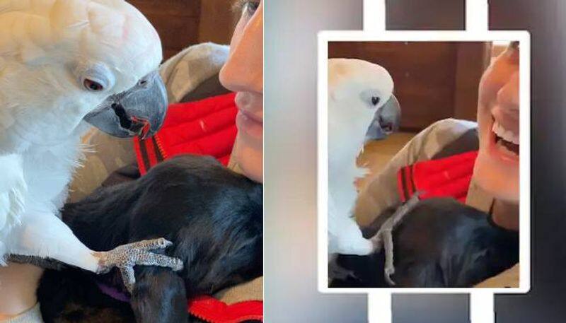 Adorable video of parrot meets puppy saying I Love You