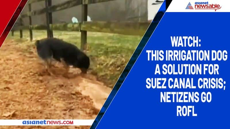 Watch This irrigation dog a solution for Suez canal crisis; netizens go ROFL-tgy