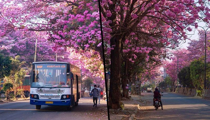 Bangalore turns pink: Citizens share pics of Tabibuea Rosea flowers blooming in the city-SYT