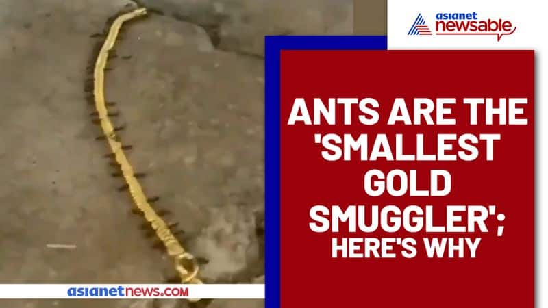 Watch out for "Smallest Gold Smugglers!";  Ants carrying gold chain goes viral - gps