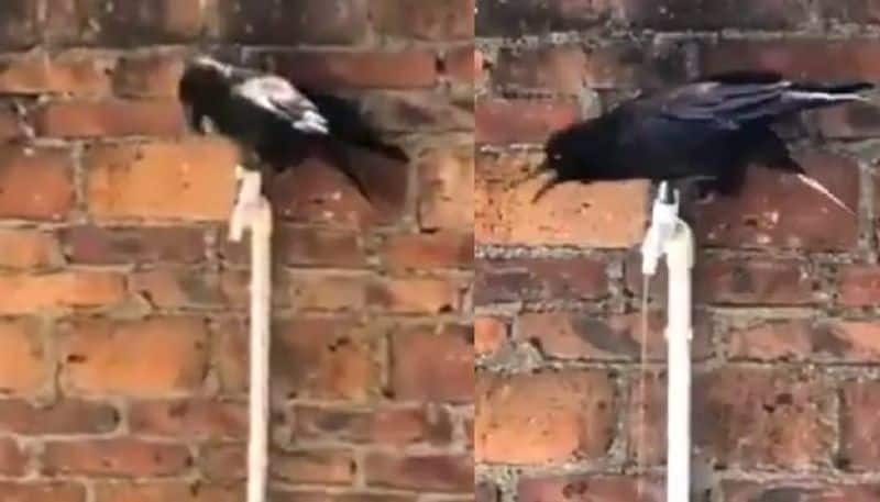 viral video of crow drinking water from pipe