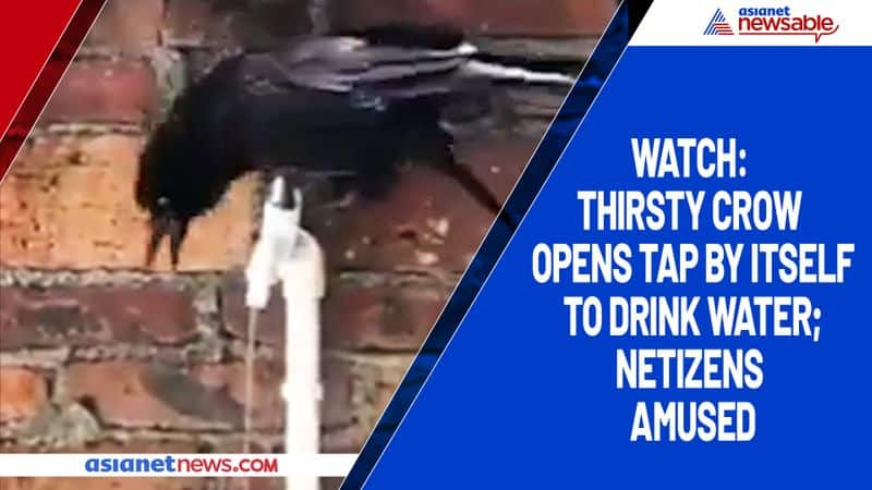 Watch Thirsty crow opens tap by itself to drink water; netizens amused-tgy