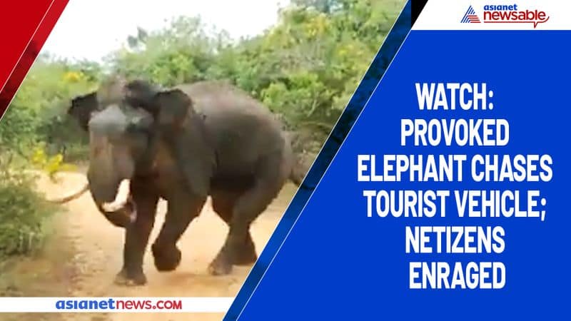 Watch Provoked elephant chases tourist vehicle; netizens enraged-tgy