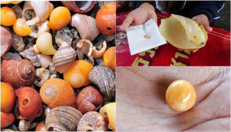 poor women finds pearl worth crores from meal